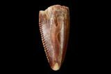 Serrated, Raptor Tooth - Real Dinosaur Tooth #158938-1